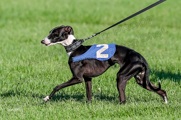 Program 1, Race 10 Coco Zara Zeta Phranc-8786