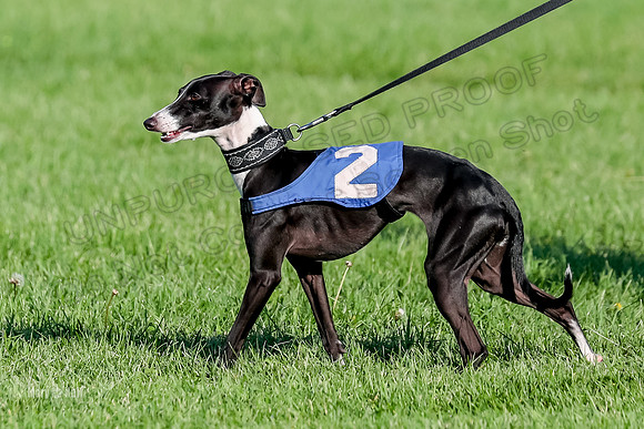 Program 1, Race 10 Coco Zara Zeta Phranc-8787