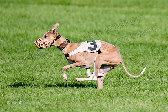 Program 1, Race 10 Coco Zara Zeta Phranc-8802
