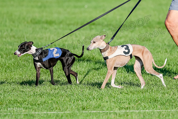 Program 1, Race 10 Coco Zara Zeta Phranc-8788