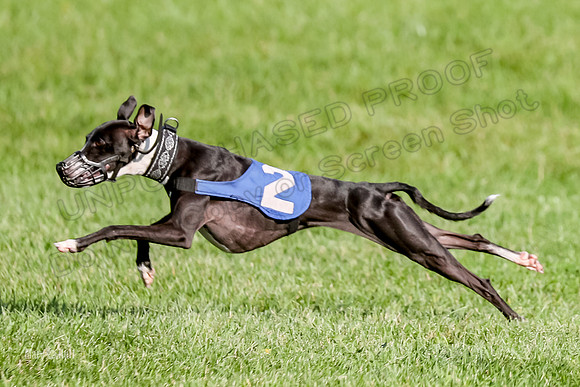 Program 1, Race 10 Coco Zara Zeta Phranc-8799
