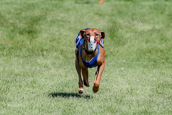 Program 3, Race 11 Libby Eve-9923