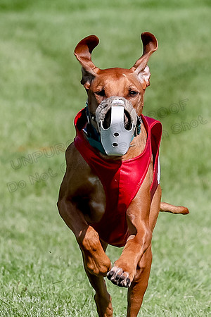 Program 3, Race 11 Libby Eve-9934