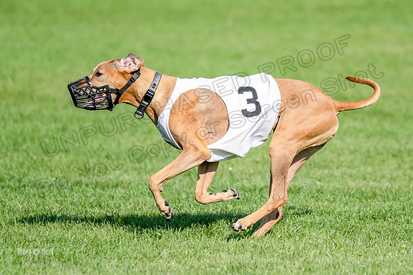 Program 1, Race 15 Opal Eve Xena-9041