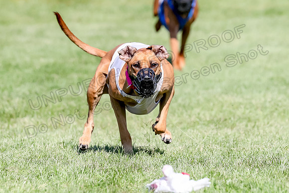 Program 3, Race 15 Xena Crue Opal-0060