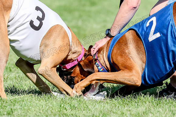 Program 3, Race 15 Xena Crue Opal-0075