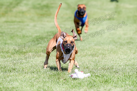 Program 3, Race 15 Xena Crue Opal-0063