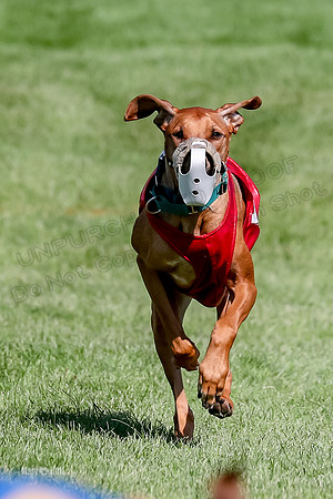Program 3, Race 11 Libby Eve-9933