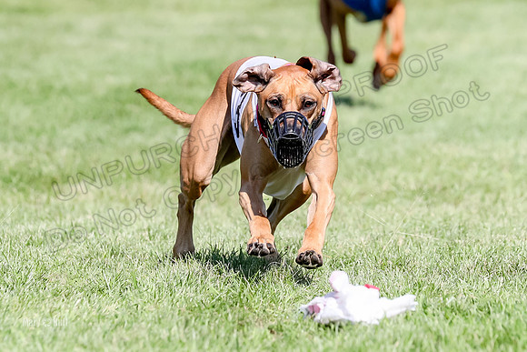 Program 3, Race 15 Xena Crue Opal-0062