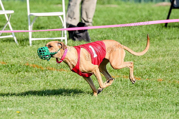 Program 1, Race 15 Opal Eve Xena-9019