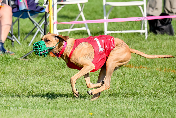 Program 1, Race 15 Opal Eve Xena-9020