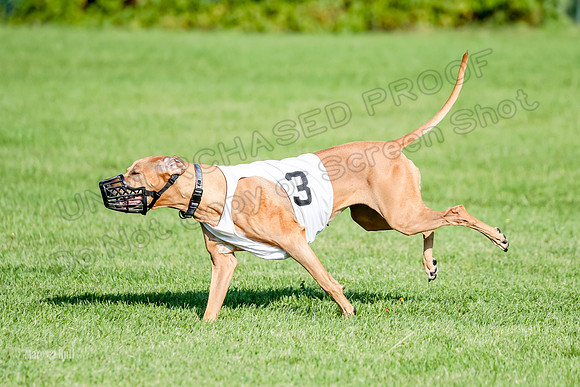 Program 1, Race 15 Opal Eve Xena-9039