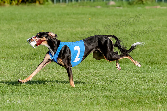 Program 1, Race 6 Vetia Trevor Annie-8619