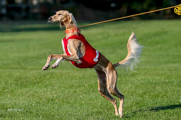 Program 1, Race 6 Vetia Trevor Annie-8586