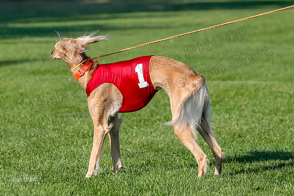 Program 1, Race 6 Vetia Trevor Annie-8592