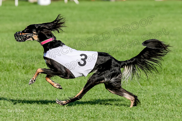Program 1, Race 6 Vetia Trevor Annie-8622