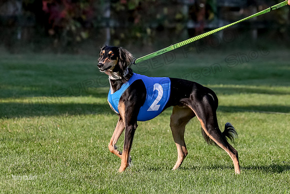 Program 1, Race 6 Vetia Trevor Annie-8609