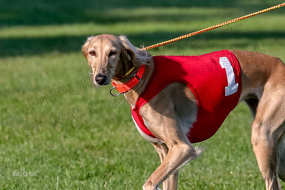 Program 1, Race 6 Vetia Trevor Annie-8595