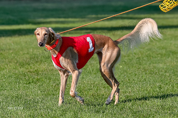 Program 1, Race 6 Vetia Trevor Annie-8594