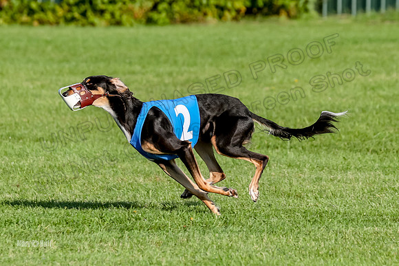 Program 1, Race 6 Vetia Trevor Annie-8620