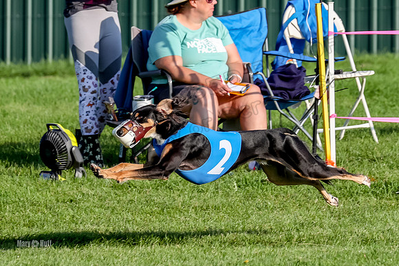 Program 1, Race 6 Vetia Trevor Annie-8613