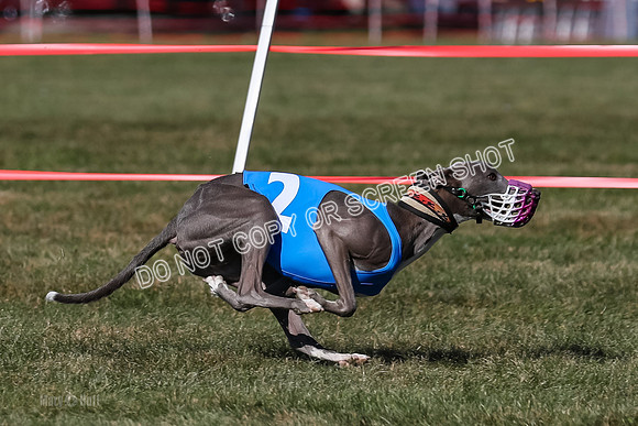 Prg 4, Race 9, Rarity Java Power Buzzsaw-2680