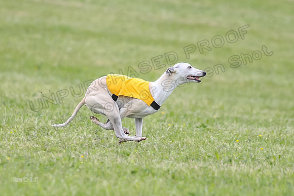 Prelim Veterans 3, Hattie Marley Jewel-0165