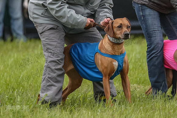 Finals Fch Opal Islay Eve-8994