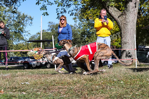 Prg 2, Race 1, Puppy, Reese JJ Revenant-9338