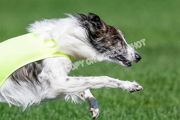 Silken Windhound Finals, Finnegan-3992