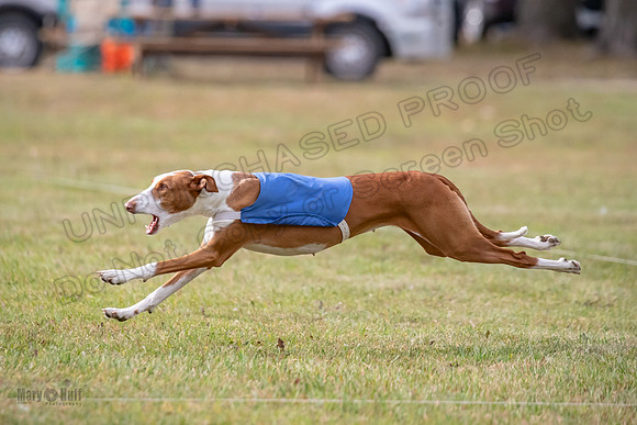 Finals Fch 2 Beastie Willow Ginny-3222