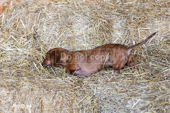 MCH50170