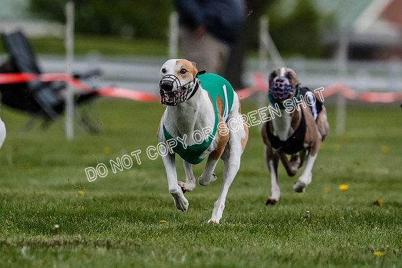 WRA, Prg 1, Race 2, Dash, Reas Mika Buzzsaw Moonstruck Elvis-8264