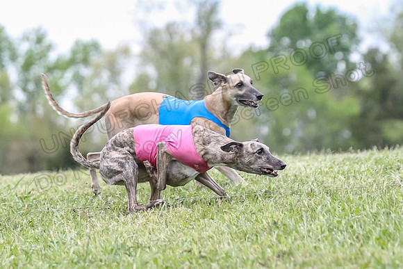Finals Vets 3, Rosie Littlebit Justice-2340