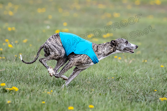 1 Prelim FCh B1 Sparky Arlo Arrow-6735