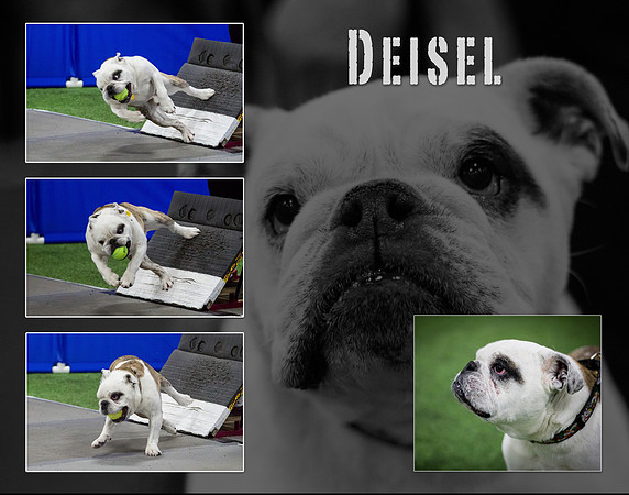 Bulldog Collage