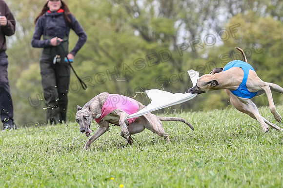 Finals Vets 3, Rosie Littlebit Justice-2351