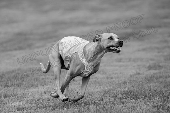 Prelims Zara-0829-2