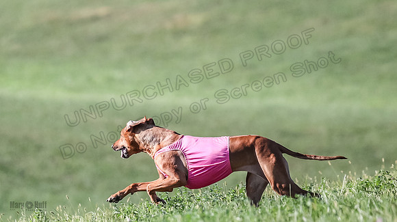 1 Prelims Vet 2 Xena Libby-5378