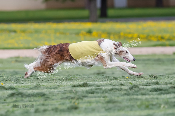 Prelim, Open, Rainbow Vera-8432