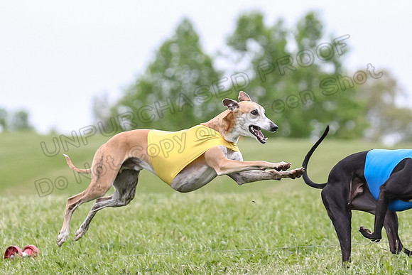 Finals Open C3, Sparky Margot Shine-0715