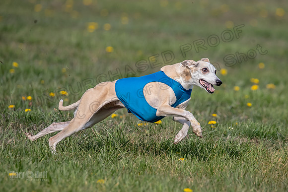 1 Prelim Veterans 1 Bandit Justice Raya-6805