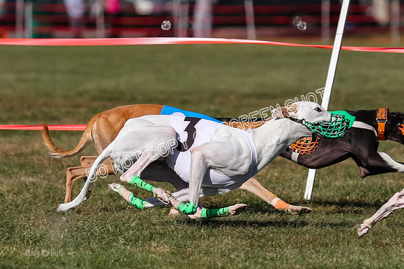 Prg 4, Race 13, oats Bookie Reas Rizzo-2776