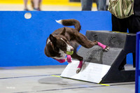 Race 7, K9 Wrecking Ballz/1, Barkbarians/Pillage