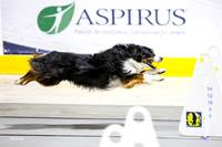 Race 40, Wagging Tails Flyball/1, Ulti-Mutts/1