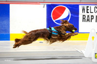 Race 43, Rapids Intens-A-Flyrs/Animal Crackers, Mostly Harmless/Heart of Gold