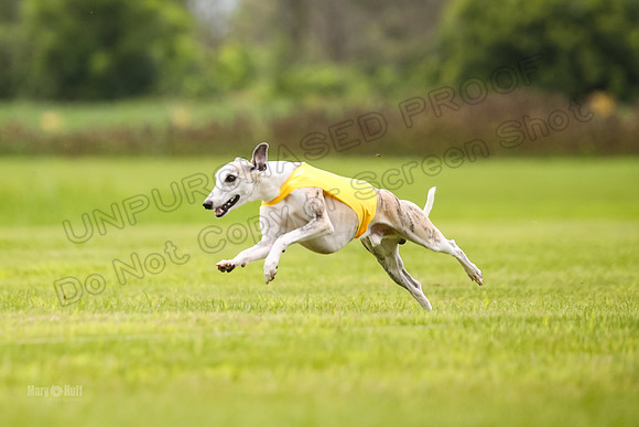 Finals Fch-Vet 2, Wilson Buttercup-1776
