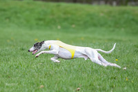 Prelims Whippet Specials-4475