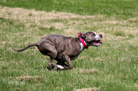 MCH77906