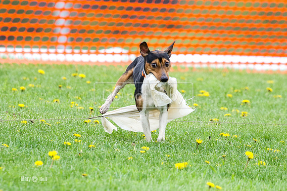 MCH70484